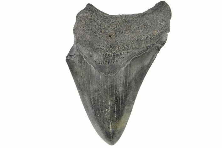 Bargain, Juvenile Megalodon Tooth - South Carolina #169316